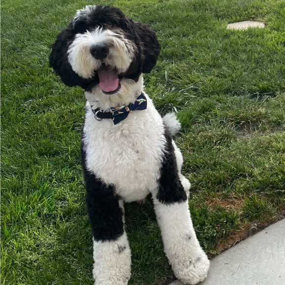 Pet Bowtie for Hanukkah by Reggie in Bowties - Picture 9 of 11